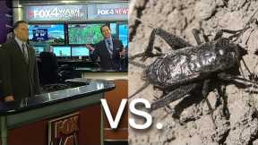 News Bloopers: Cricket interrupts newscast