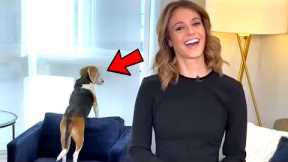 Best Animals Work From Home News Bloopers