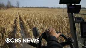 Climate change harming world's food supply with corn, wheat harvests impacted