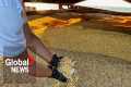 Black Sea grain deal: prices will go 