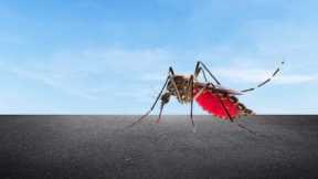 World Health Organization Issues Urgent Warning as Global Dengue Crisis Escalates in 2023