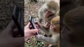 Viral Video | Monkeys Scroll Through Social Media Like An Everyday Activity | #trending