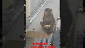 monkey facing food shortage#shorts ,#youtubeshorts ,#trending