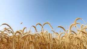 War, Weather Drive Global Wheat Shortage