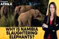 Namibia to Cull Over 700 Wild Animals,