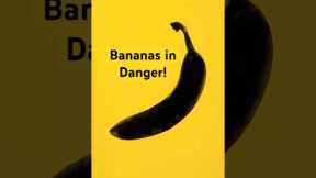 Climate Change Threatens Global Banana Supply, Scientists Warn #trendstream #banana |