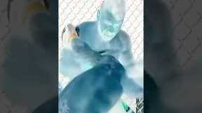 Guess the fighter?##trending #viral #mma #knockout #crazy #brutal #fights