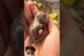 Baby squirrel 🐿️ ❤️🫶 #squirrel