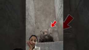 #funny #facts #comedy #video #youtubeshorts #animals #crazy #viralvideo #excavator #trending