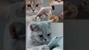 if cat  🐈 😺 in social media #trending #viral #shorts #videos