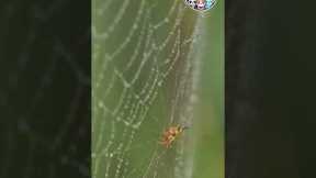 Spiders Slurp Their Food #viralshorts