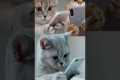 if cat  🐈 😺 in social media