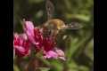 Bees
