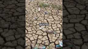 Global Food Crisis Explained – What’s Happening?