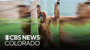 Denver Zoo Conservation Alliance takes over social media with cute animal videos
