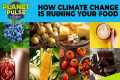 Beer, Sushi, Cheese: How Climate