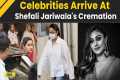 Shefali Jariwala Death: Celebrities