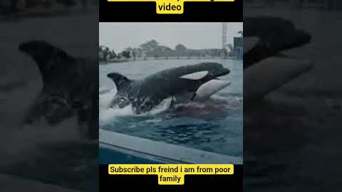 jessica radcliffe Original incident viral on social media #jessica #dolphinshow #jessicalastshow