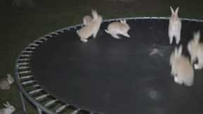 Viral AI bunny video stumps social media