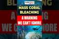 Daily Edge By Vision | Mass Coral