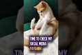 TIME TO CHECK MY SOCIAL MEDIA | Cat