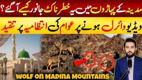 Madina Munawra Viral Video of 2 Strange Animals on Mountains - Trend on Saudi Social Media | KSA