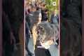 Hollywood Paparazzi Shorts 2025 |