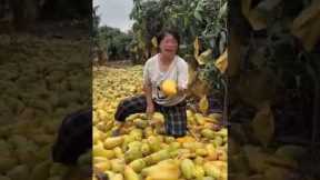 The Spoiled Mango Crisis Explained#shorts #trending