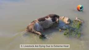 Agricultural Collapse: How Extreme Weather Threatens Global Food Supplies