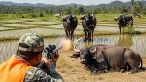 How Farmers Fight Back Against a Growing Cape Buffalo Invasion Threatening Farms | Invasive Species