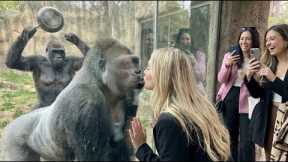 silverback Romantic Kiss? Nope, Gorilla Wife Has Other Plans! 😂🔥