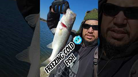FREEZING COLD FISH DON'T FIGHT HARD! #fishing #trending #sports #adventure #fyp #viral #bass
