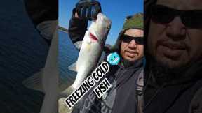 FREEZING COLD FISH DON'T FIGHT HARD! #fishing #trending #sports #adventure #fyp #viral #bass