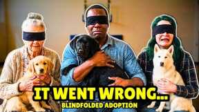 We Blindfolded 45 Strangers And Let Shelter Dogs Choose Their Owners 🥹