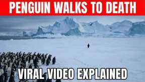 The Real Story Behind the Viral Penguin Video | 2007 Antarctica Documentary Explained