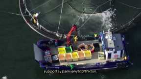 Half Your Oxygen Originates From The Ocean-- And It's Running Out 