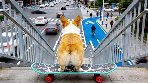 With this unique skill, you can interact with a puppy 🐶 Make a friend? 🫶 ❤️ #pets #funny #cute