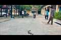 Funny petanque fighting